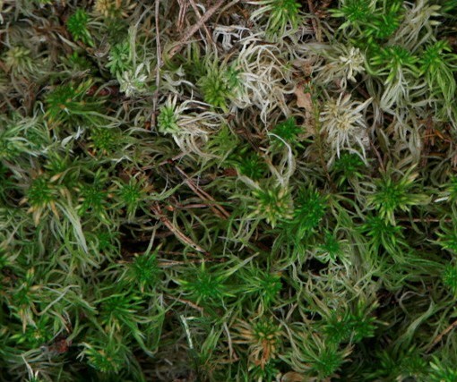 Spaghnum mos