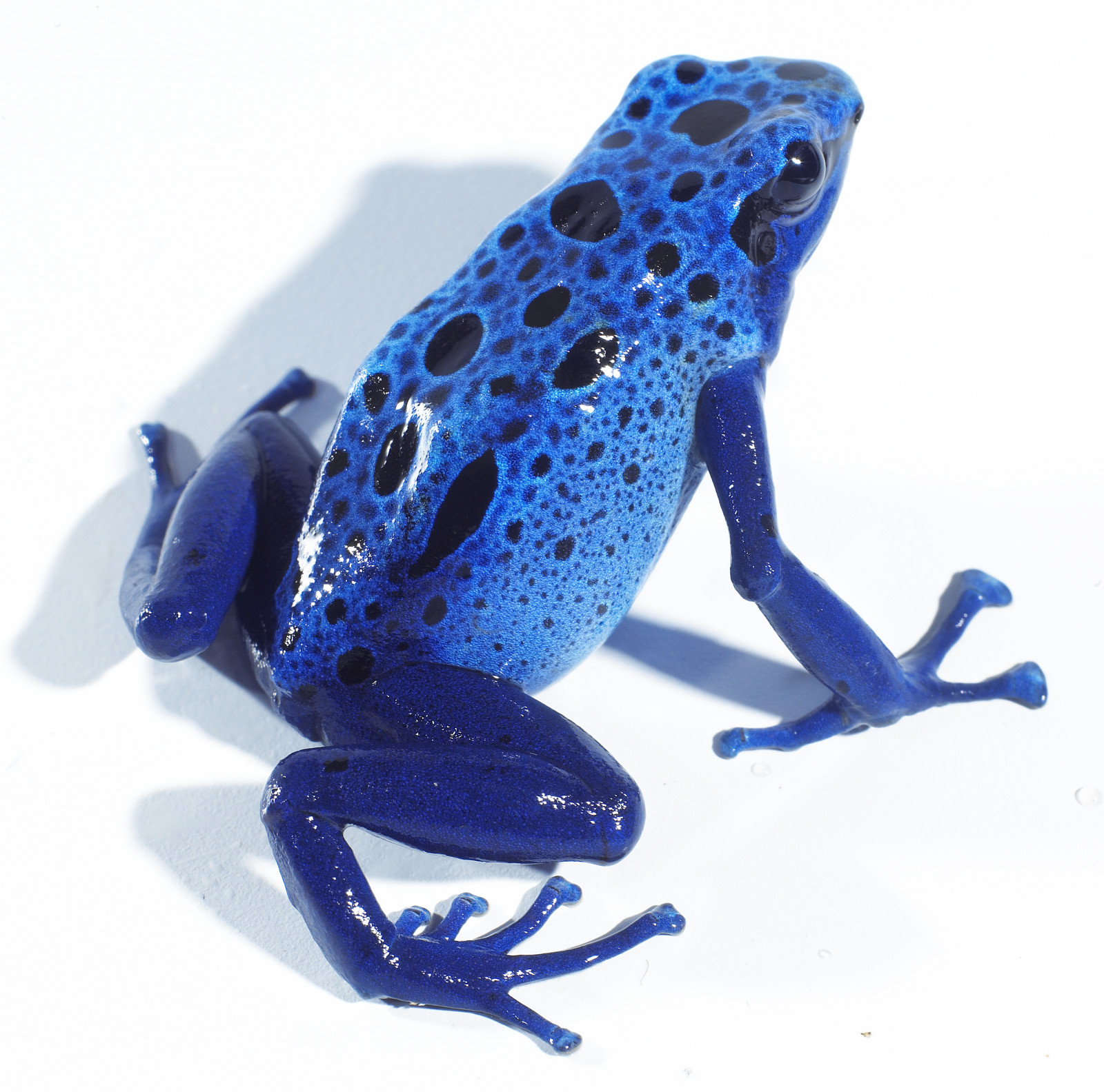 голубой древолаз (dendrobates azureus). пятнистый древолаз. квакша древолаз. древолаз азуреус. лягушка голубая квакша.