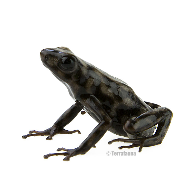 Terrafauna Dendrobates auratus campana 6 w Terrafauna