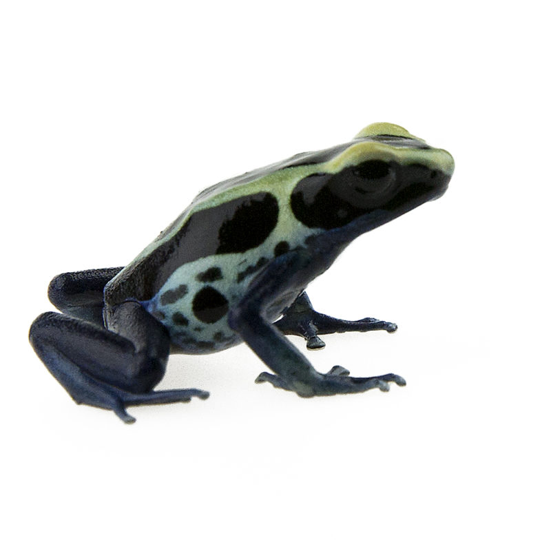 Terrafauna Dendrobates tinctorius patricia 6 – Webshop Terrafauna