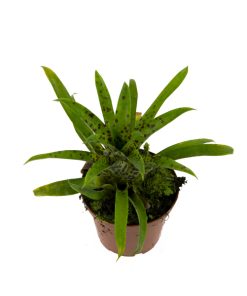 Vriesea racinae stek